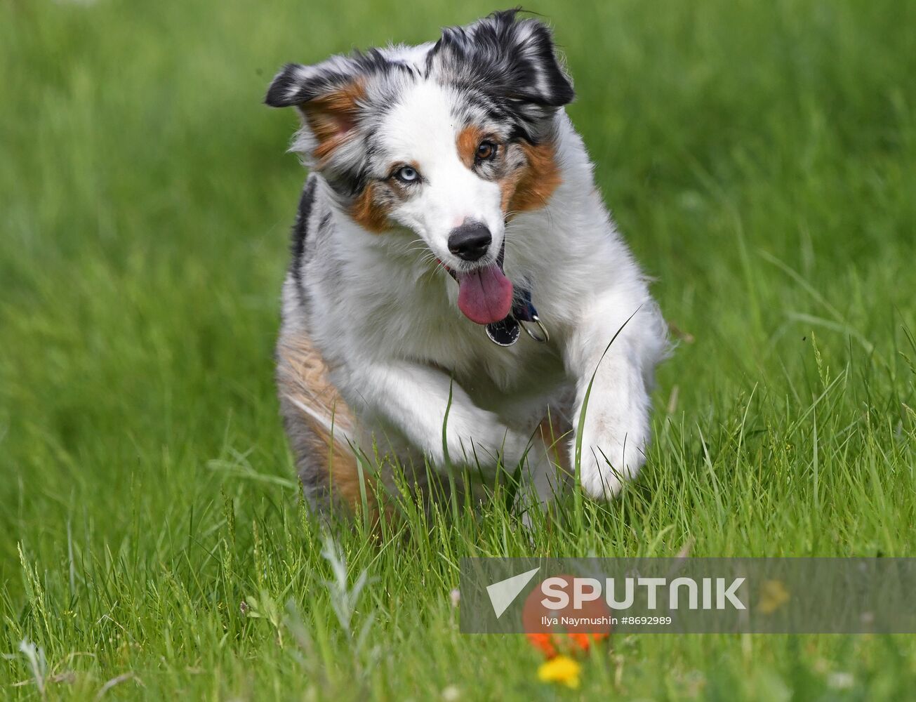 Russia Canine Competition