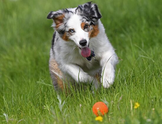 Russia Canine Competition