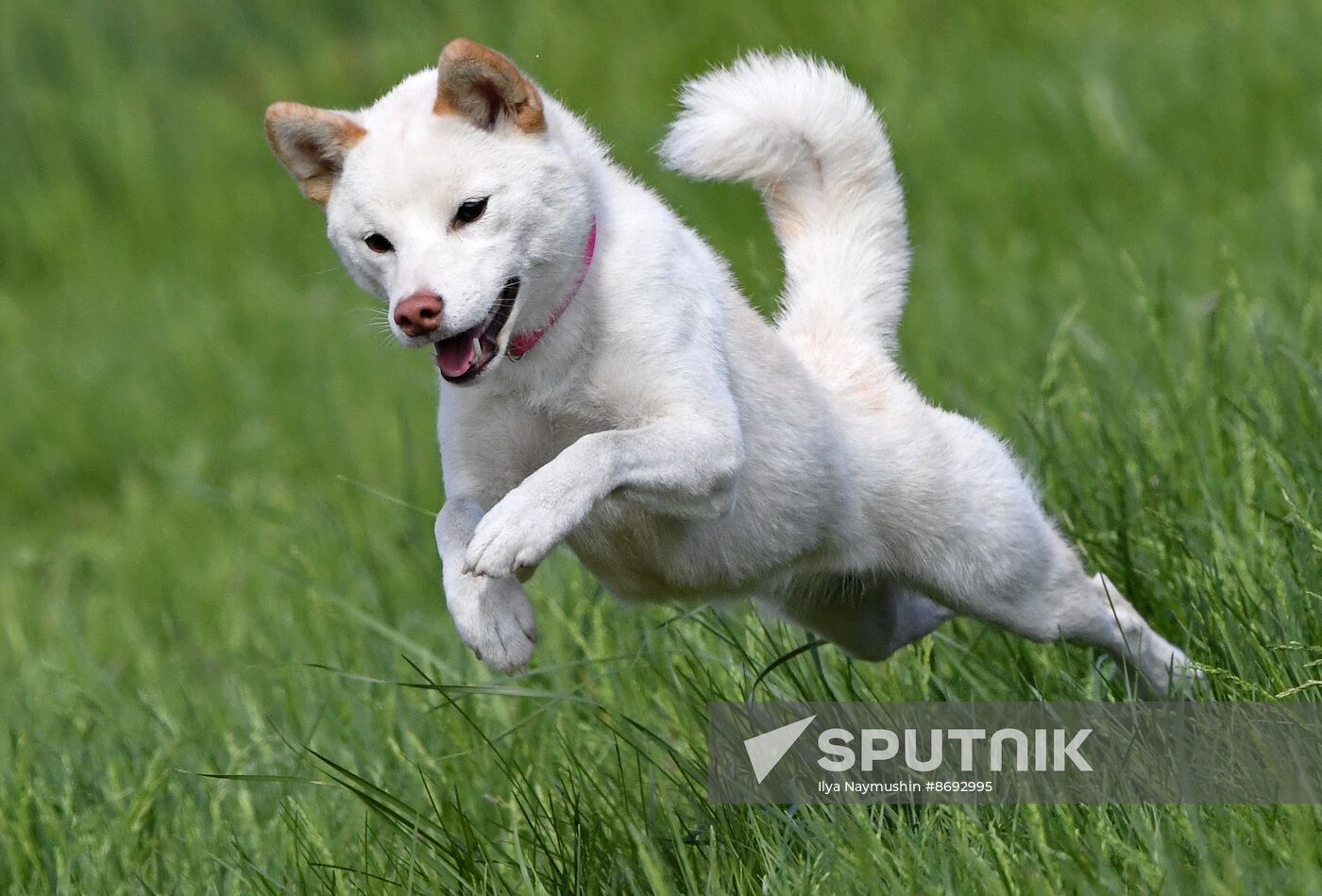 Russia Canine Competition