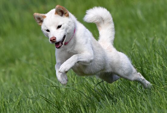 Russia Canine Competition