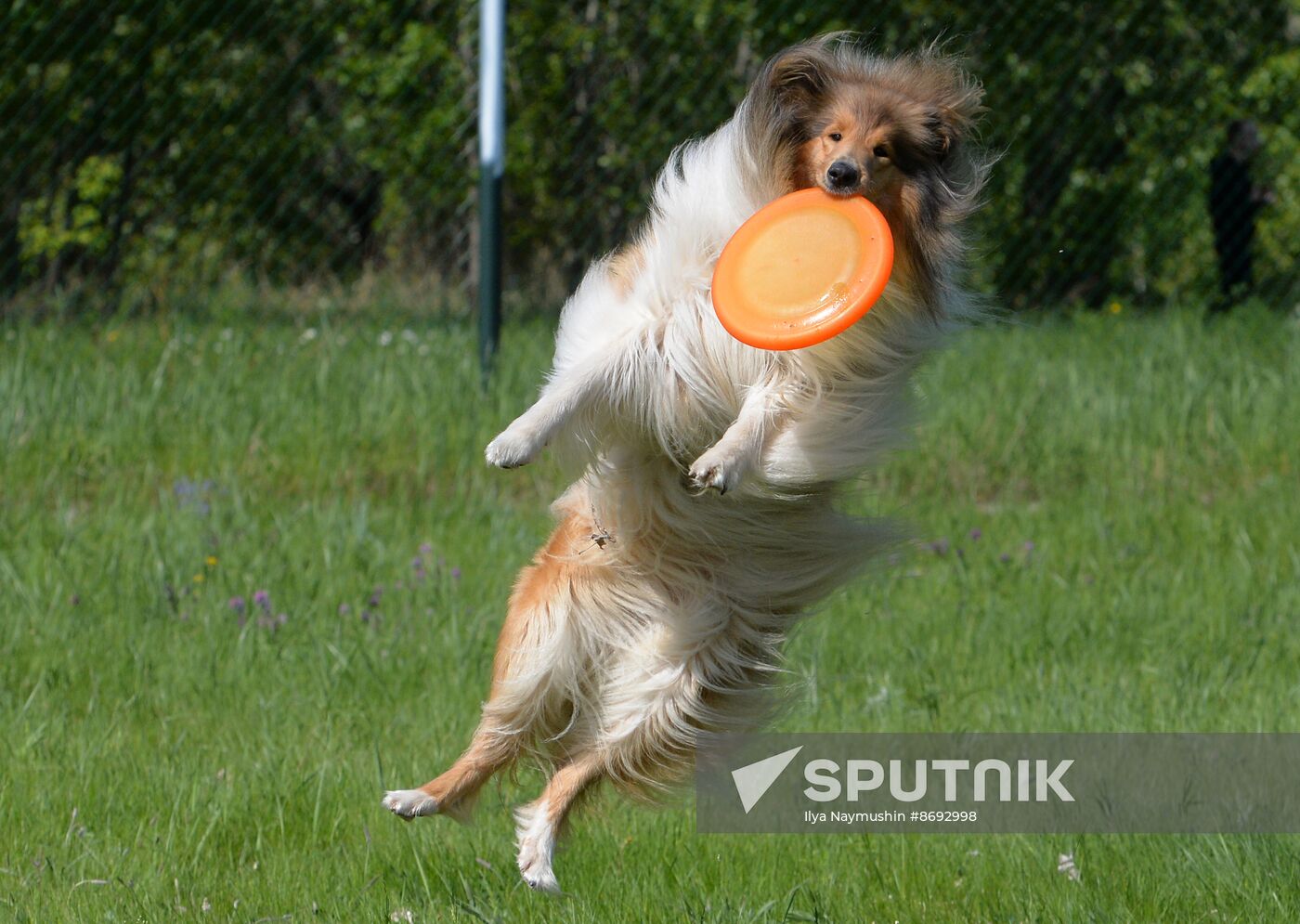 Russia Canine Competition