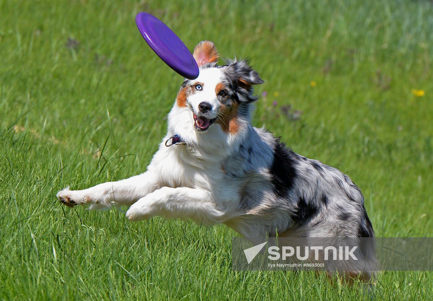 Russia Canine Competition