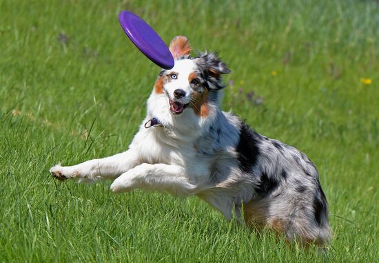 Russia Canine Competition