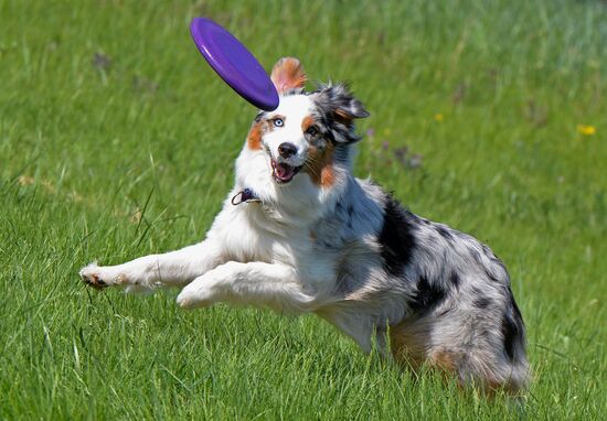 Russia Canine Competition