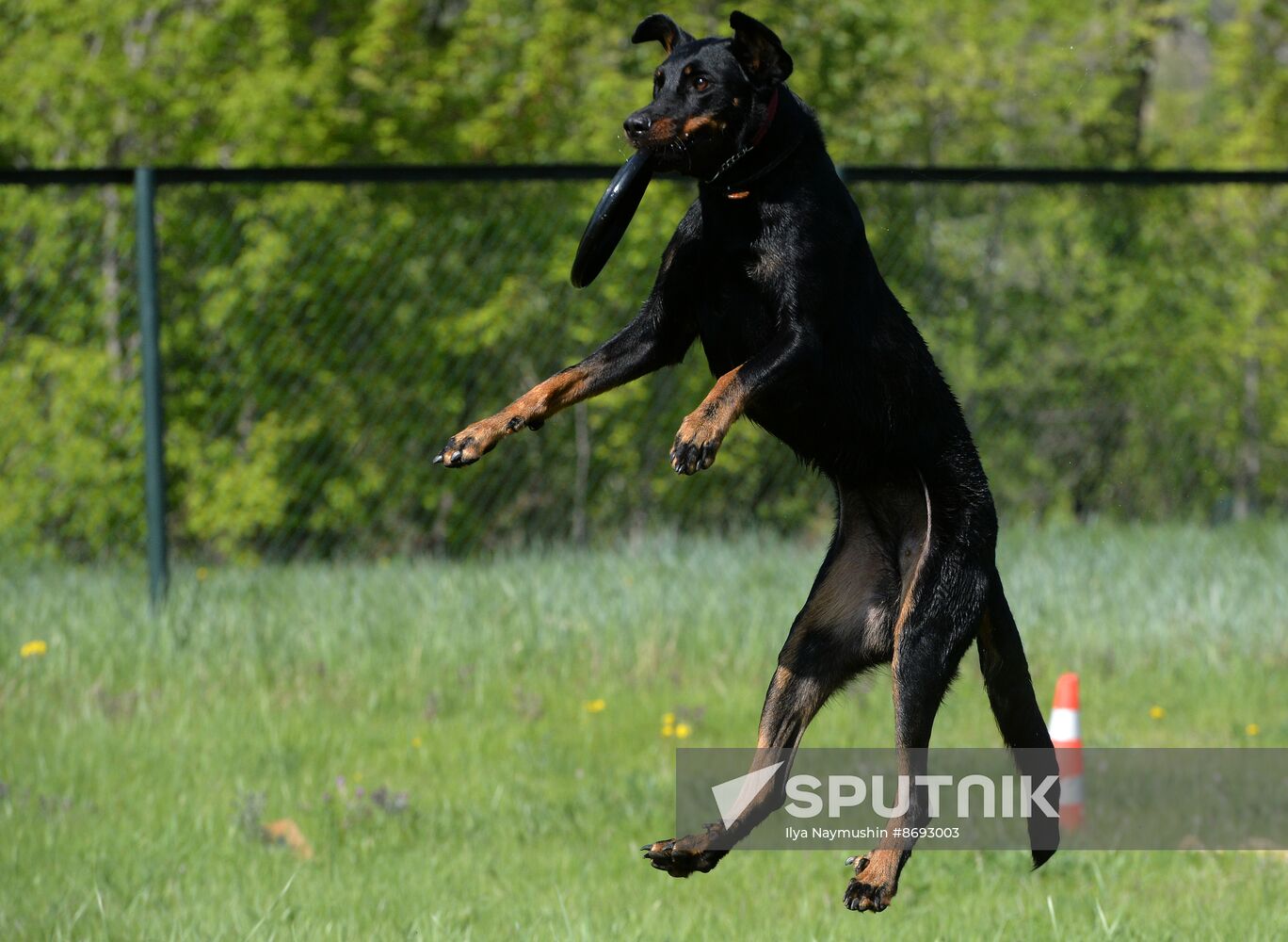 Russia Canine Competition