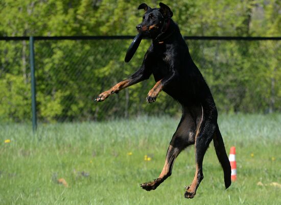 Russia Canine Competition