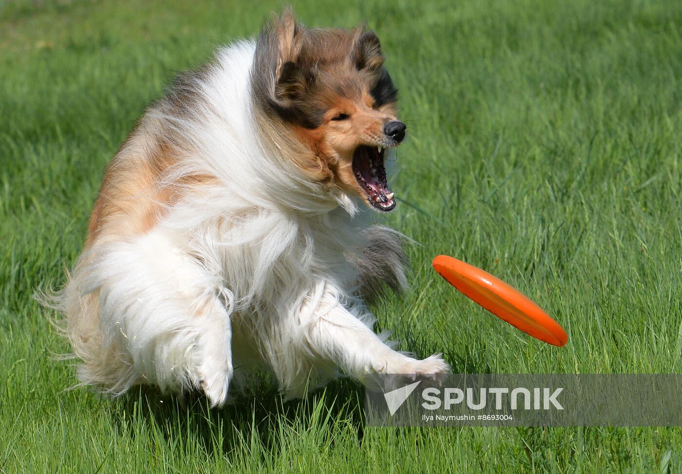 Russia Canine Competition