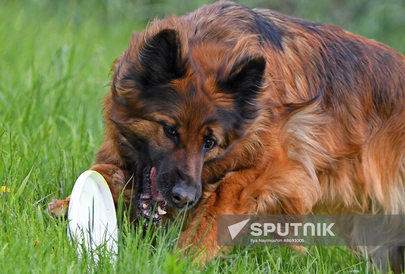 Russia Canine Competition