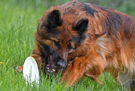 Russia Canine Competition