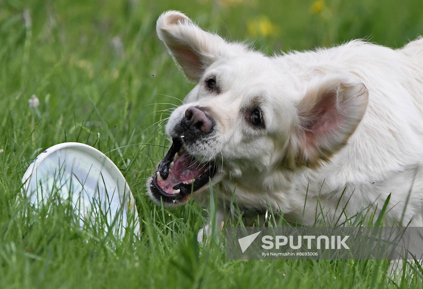 Russia Canine Competition