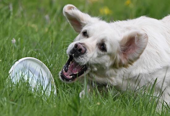 Russia Canine Competition