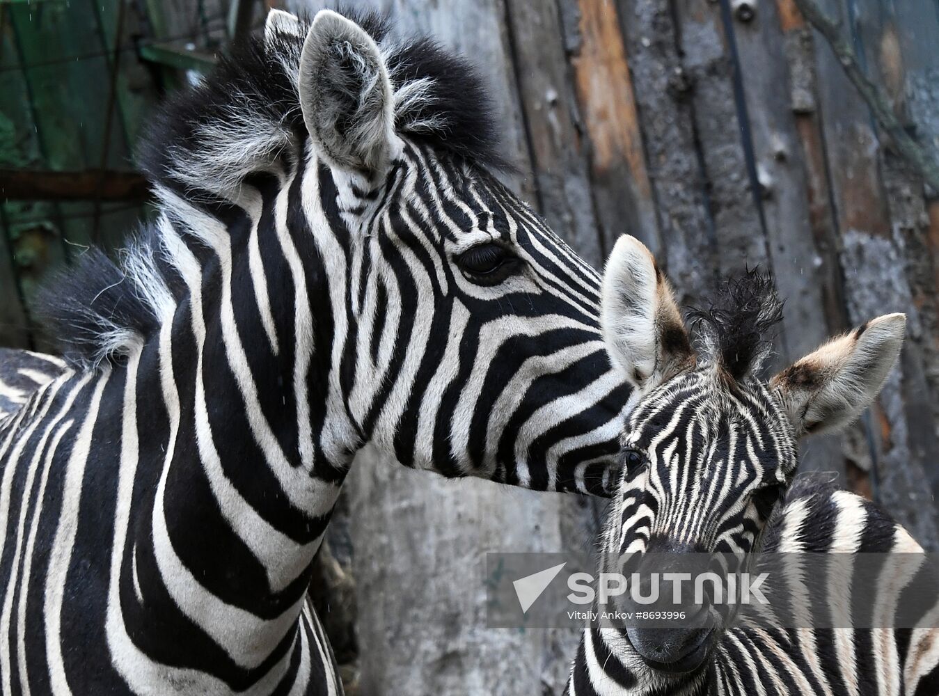 Russia Zoo Zebra Baby