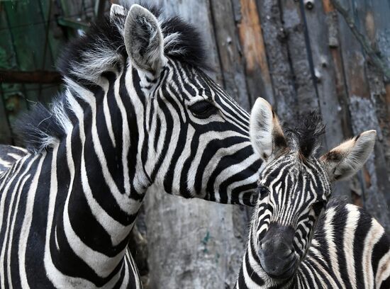 Russia Zoo Zebra Baby