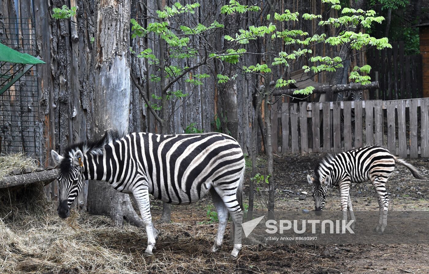 Russia Zoo Zebra Baby