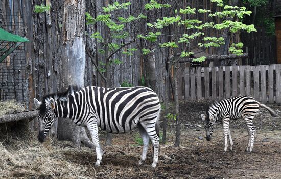 Russia Zoo Zebra Baby