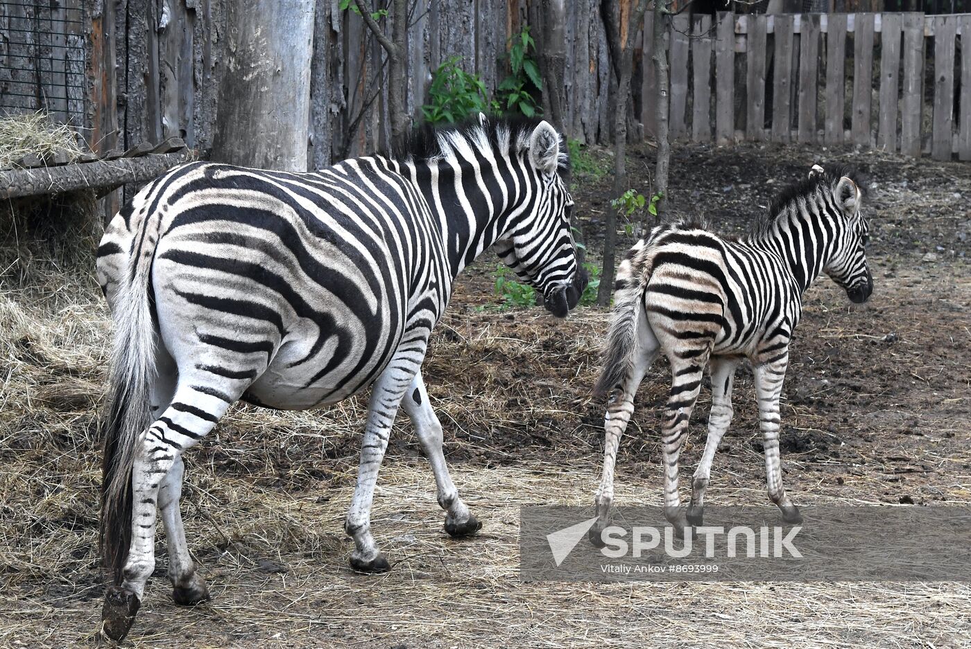 Russia Zoo Zebra Baby