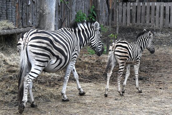 Russia Zoo Zebra Baby