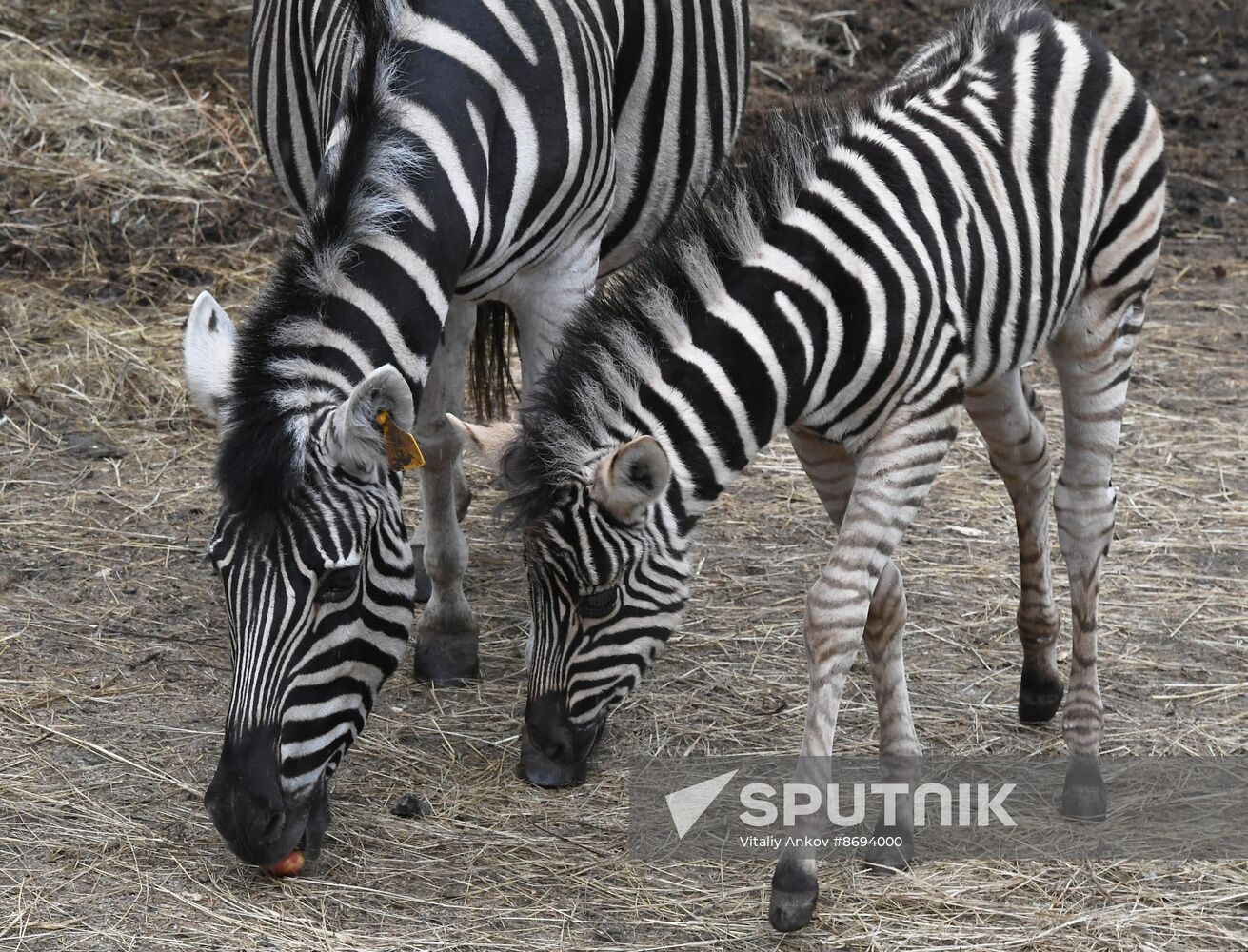 Russia Zoo Zebra Baby