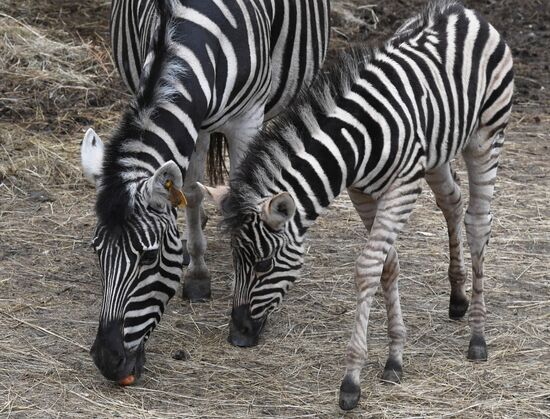 Russia Zoo Zebra Baby