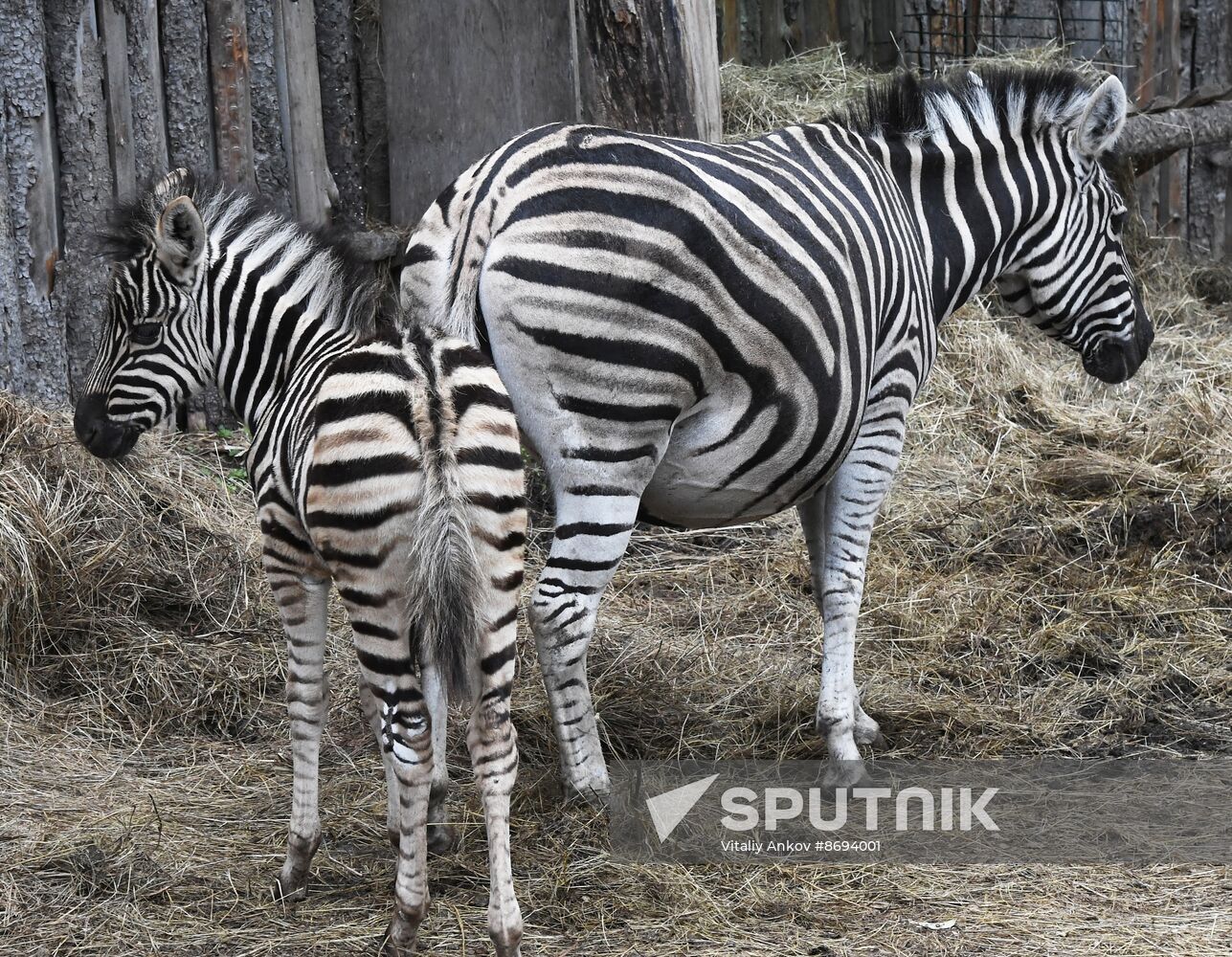 Russia Zoo Zebra Baby