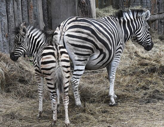 Russia Zoo Zebra Baby