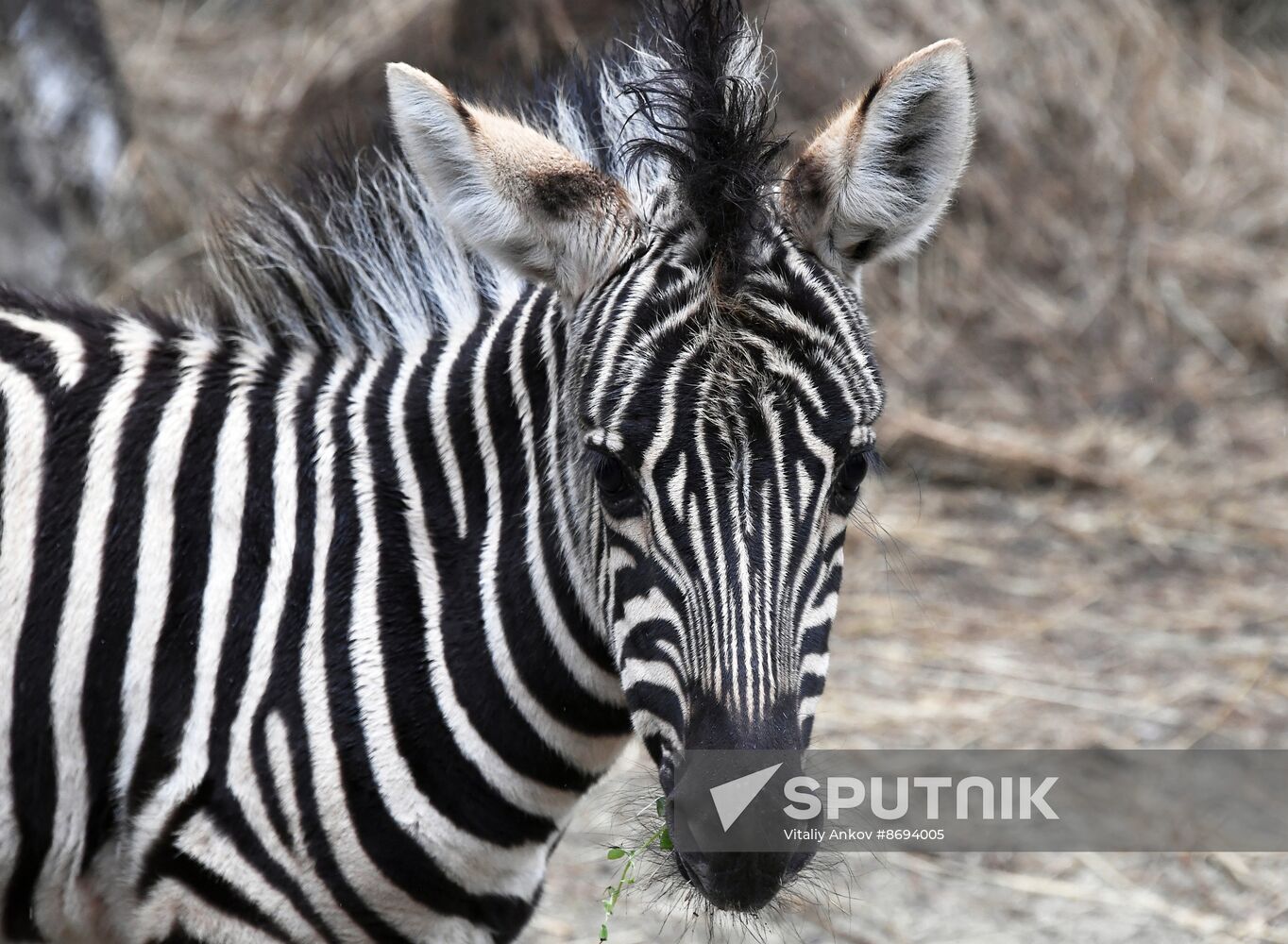 Russia Zoo Zebra Baby