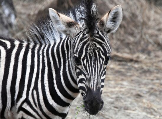 Russia Zoo Zebra Baby