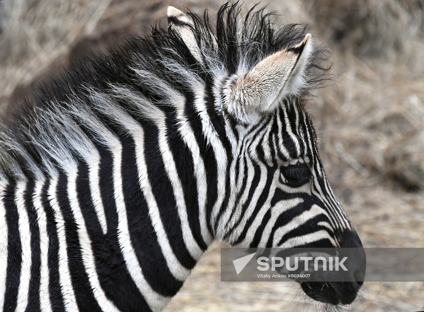 Russia Zoo Zebra Baby