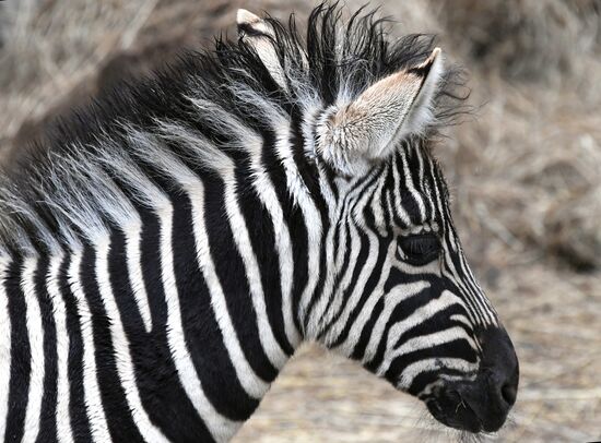 Russia Zoo Zebra Baby