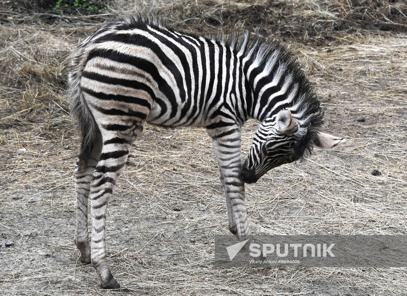 Russia Zoo Zebra Baby