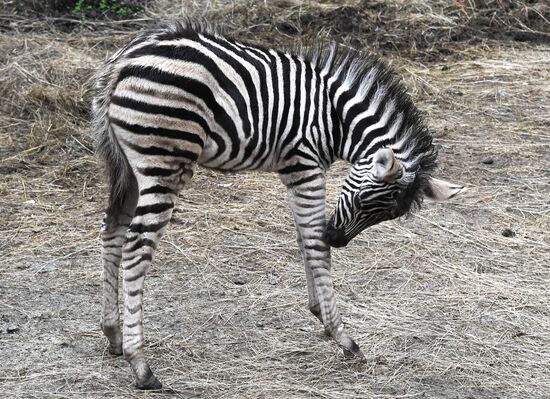 Russia Zoo Zebra Baby