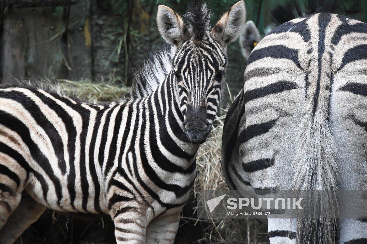 Russia Zoo Zebra Baby