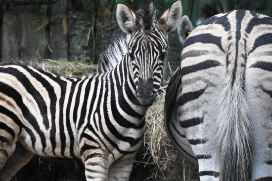 Russia Zoo Zebra Baby