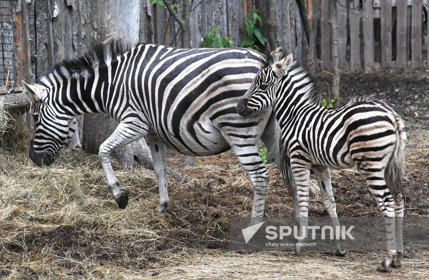 Russia Zoo Zebra Baby