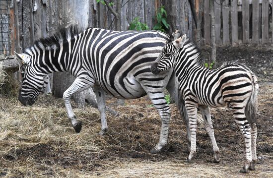 Russia Zoo Zebra Baby