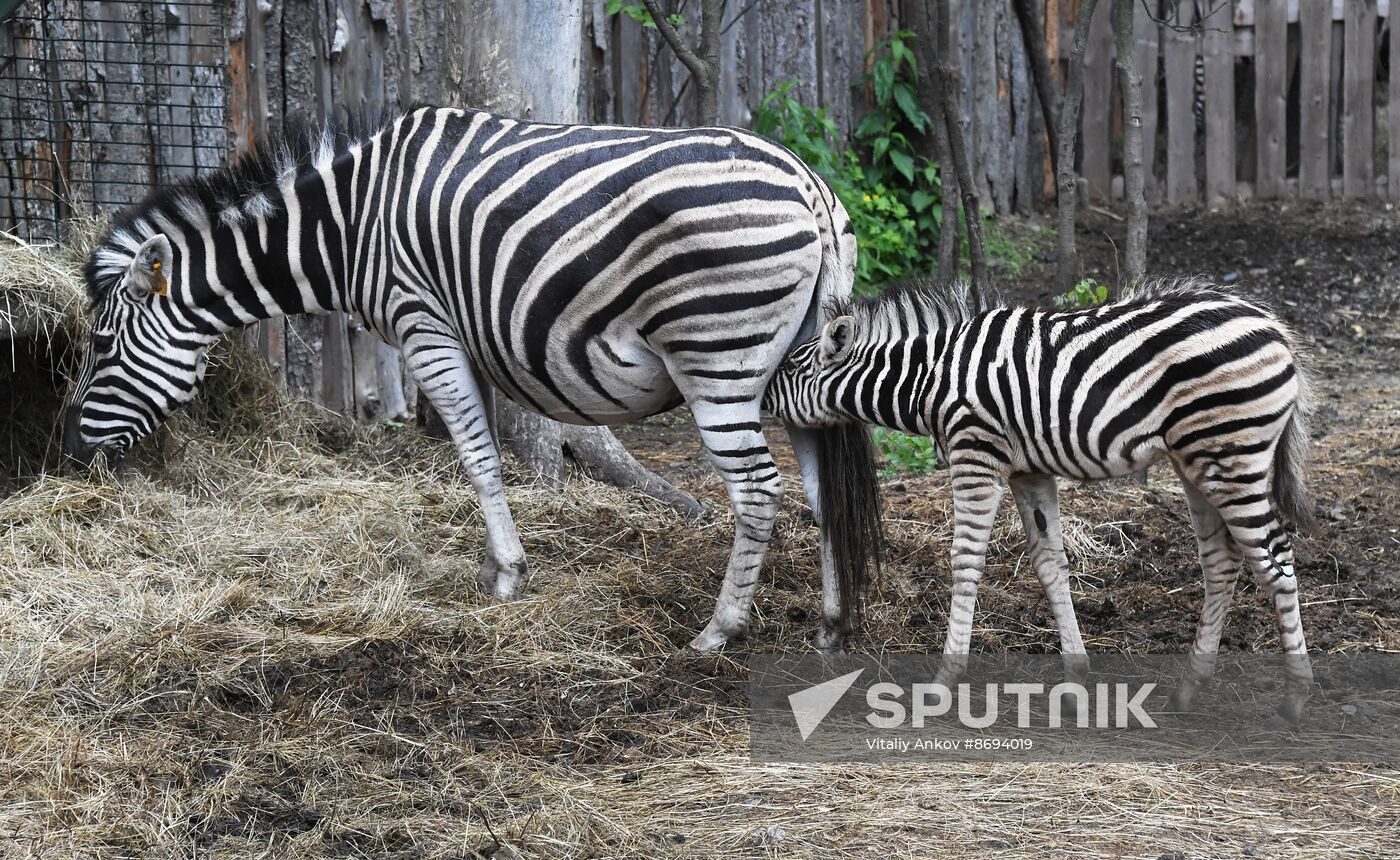 Russia Zoo Zebra Baby