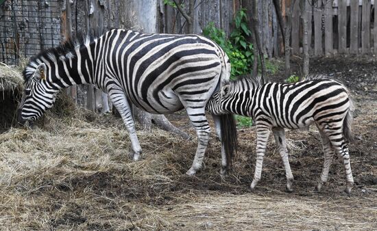 Russia Zoo Zebra Baby