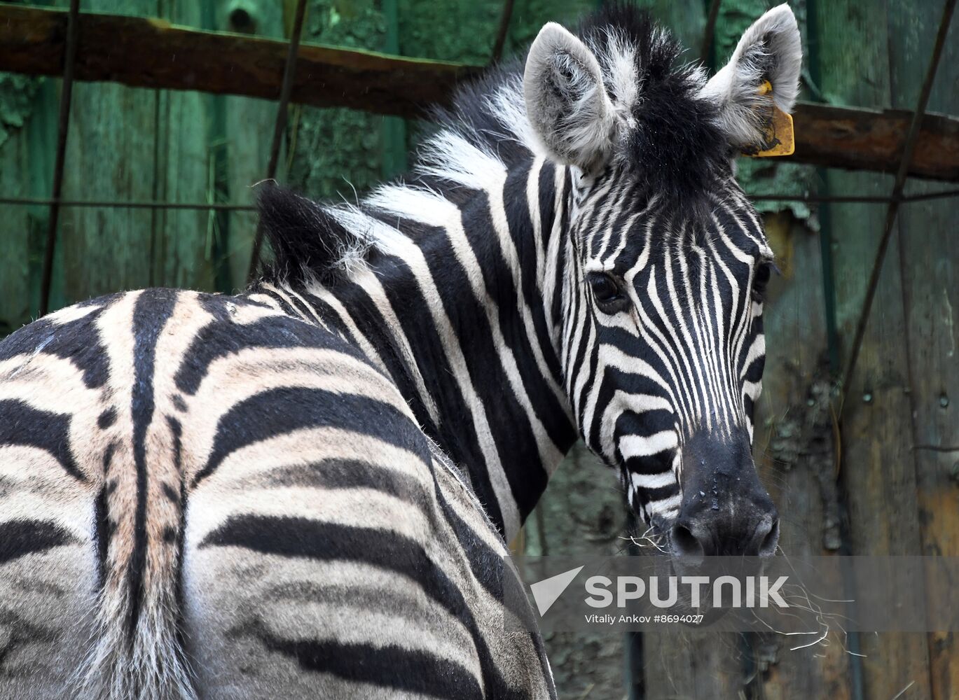 Russia Zoo Zebra Baby