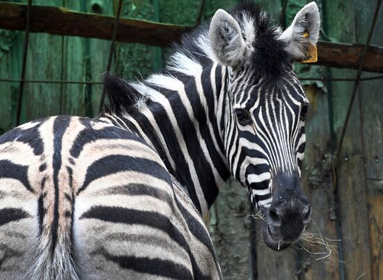 Russia Zoo Zebra Baby