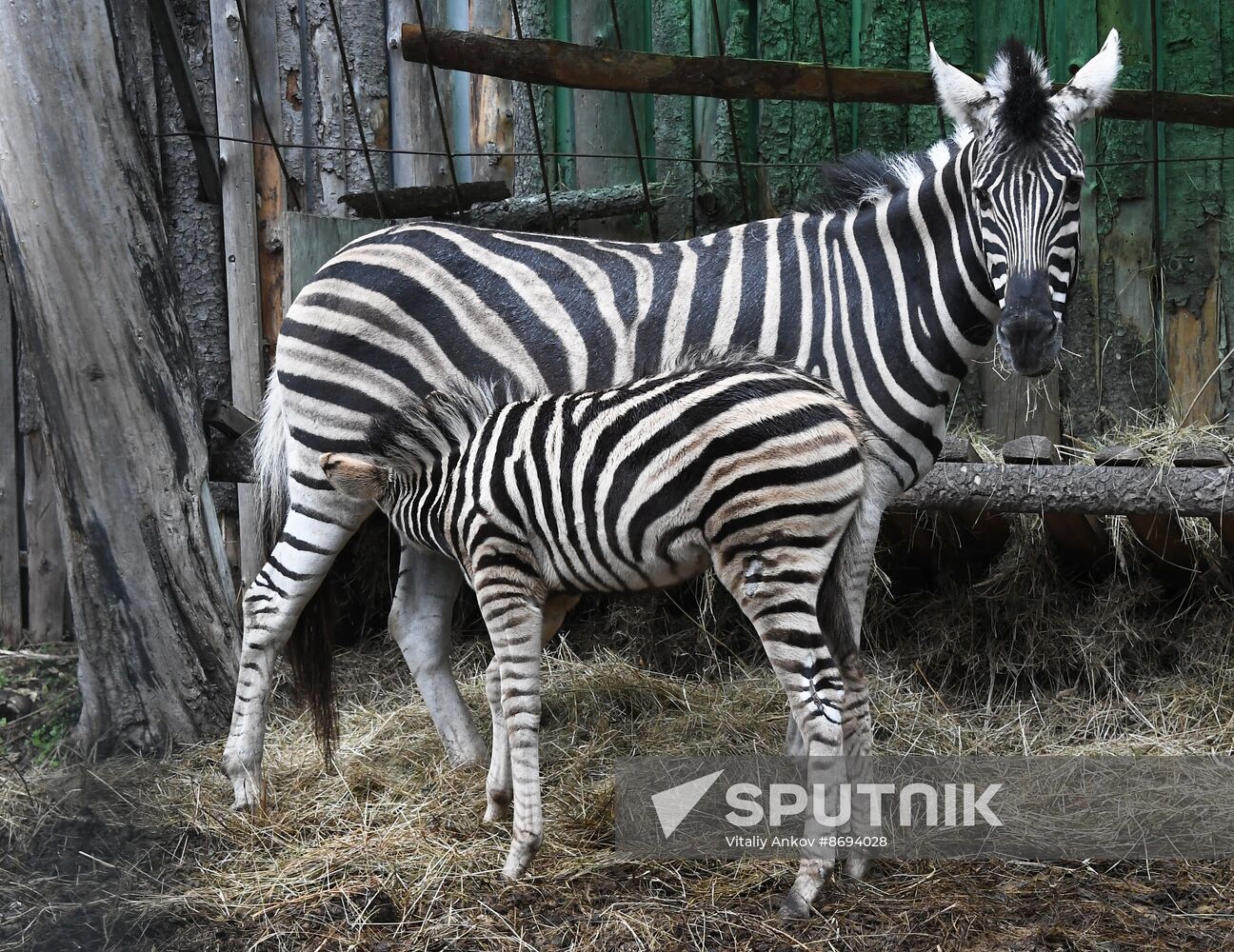 Russia Zoo Zebra Baby