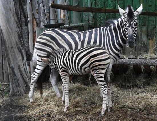 Russia Zoo Zebra Baby