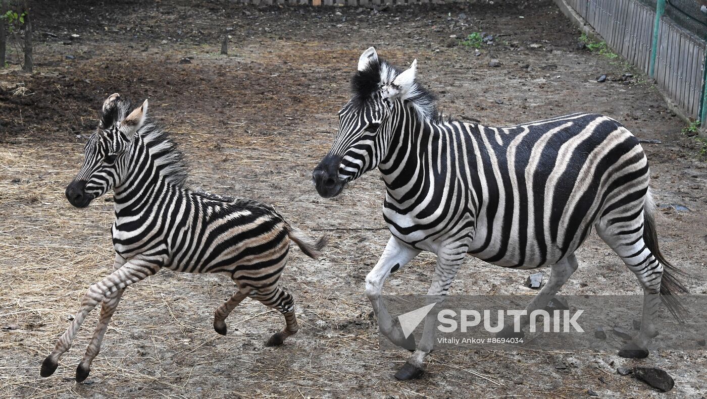 Russia Zoo Zebra Baby