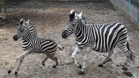 Russia Zoo Zebra Baby