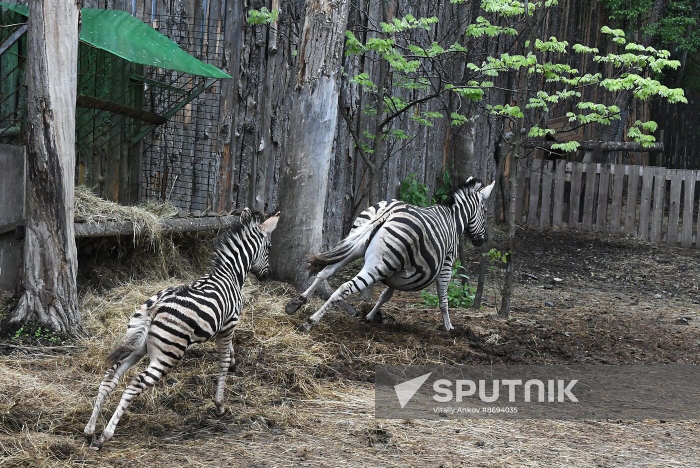 Russia Zoo Zebra Baby