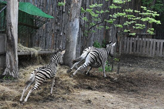 Russia Zoo Zebra Baby