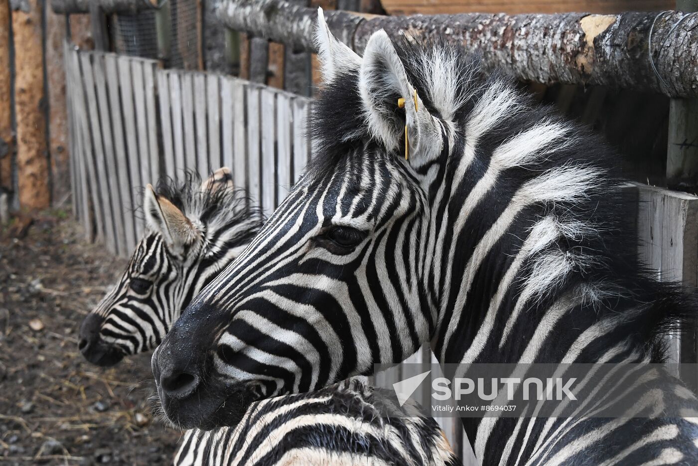 Russia Zoo Zebra Baby