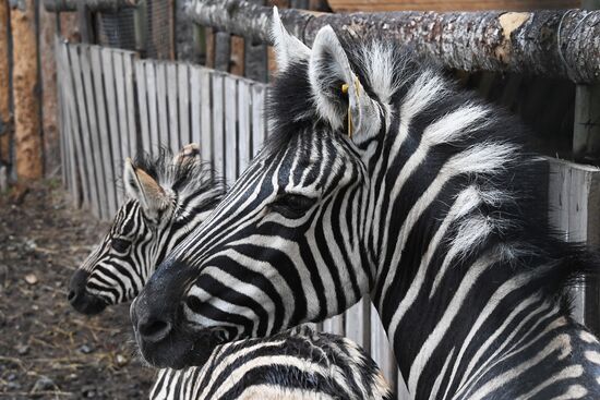 Russia Zoo Zebra Baby