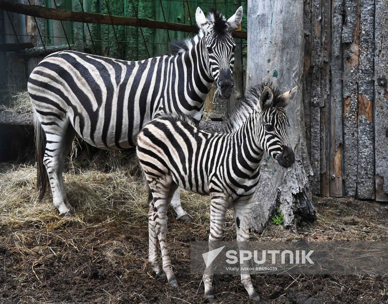 Russia Zoo Zebra Baby