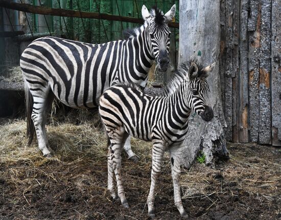 Russia Zoo Zebra Baby