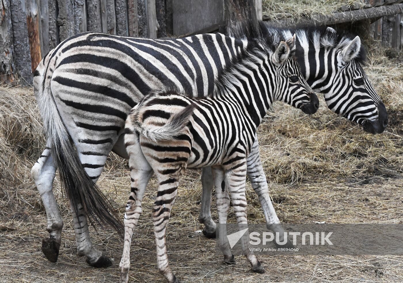 Russia Zoo Zebra Baby